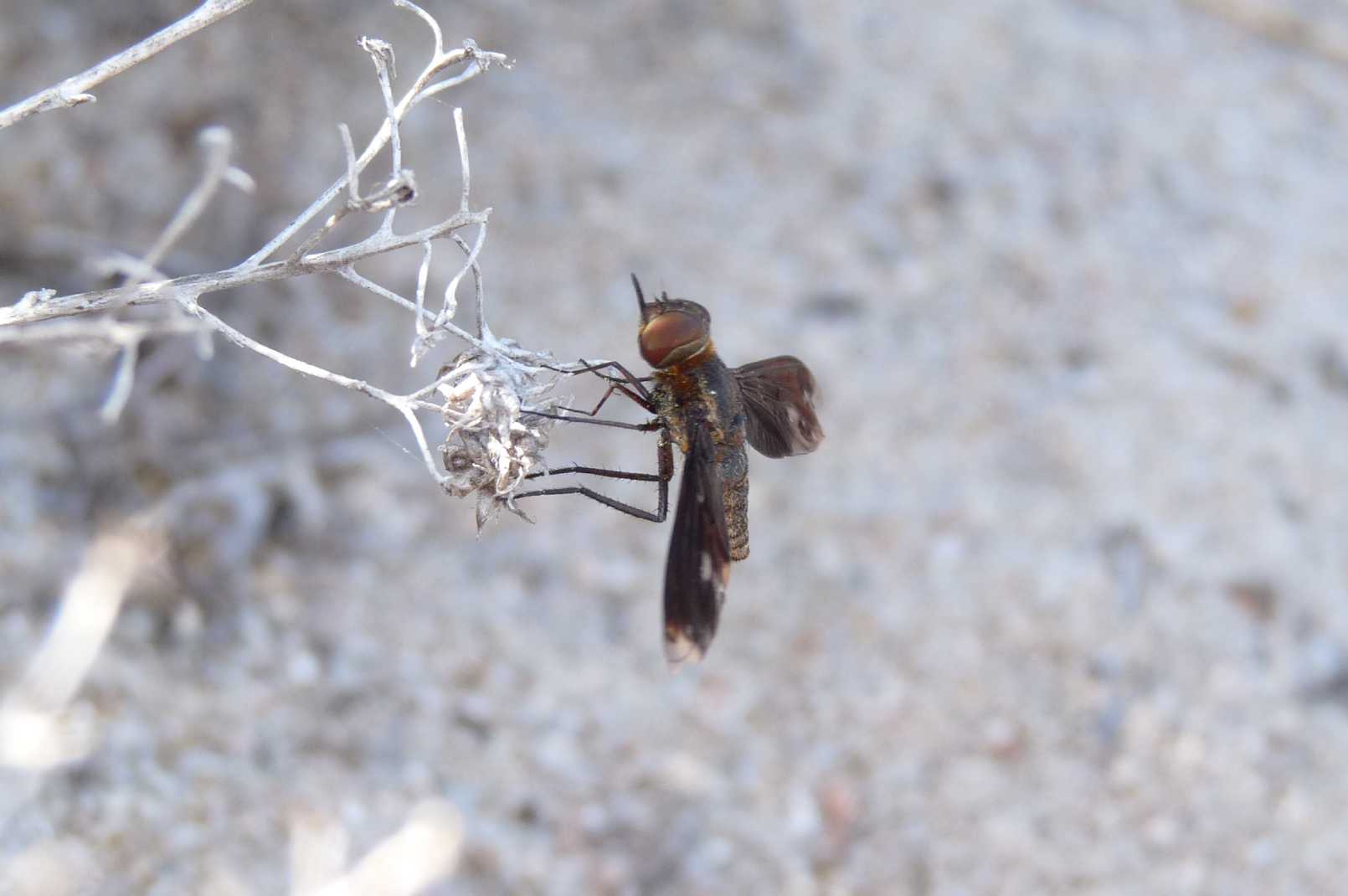 Heteralonia megerlei (Bombyliidae)